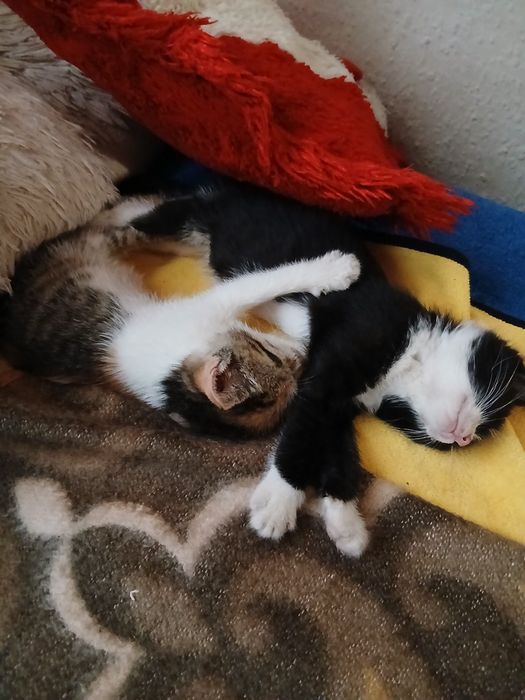 котенца от Созопол