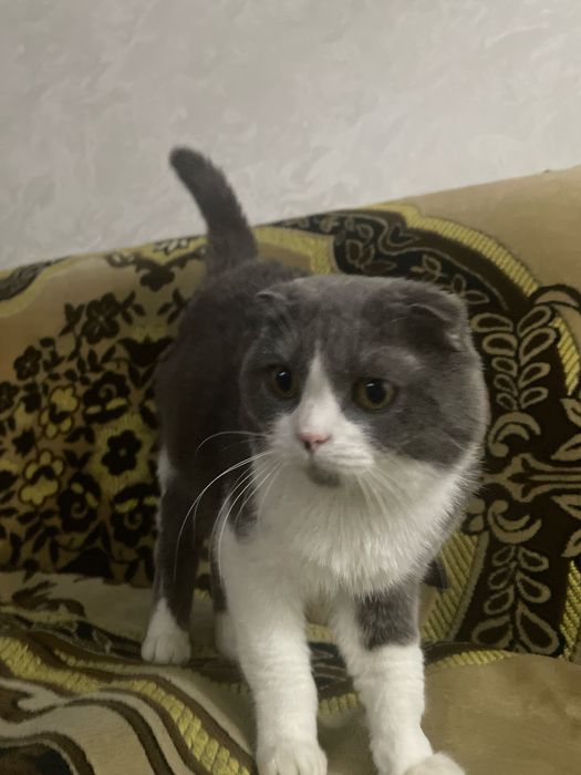 ВЯЗКА Британский кот Скоттиш Фолд