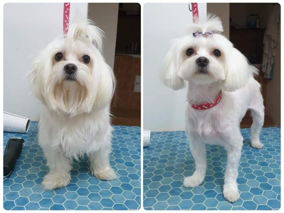 Toaletaj canin - Campia Turzii