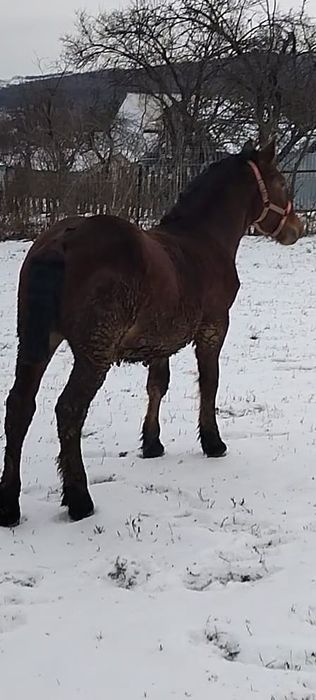 Vând mânz semigreu