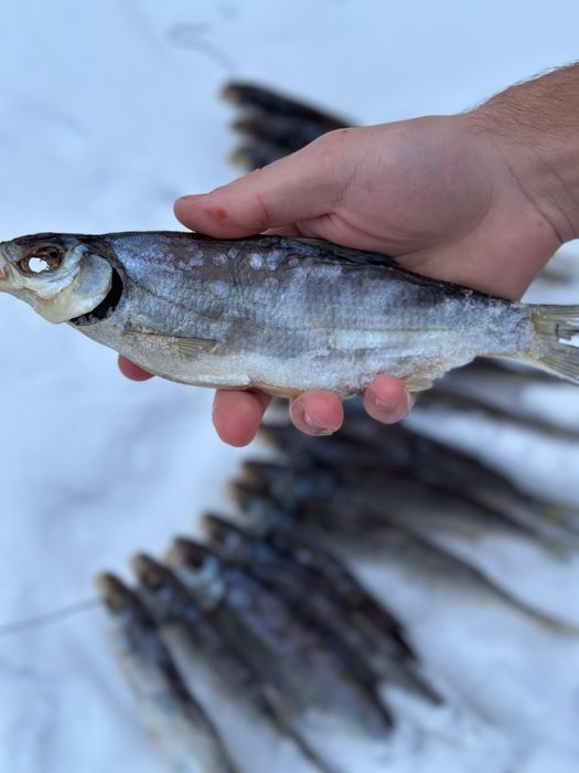 Сушеный рыбец 2026