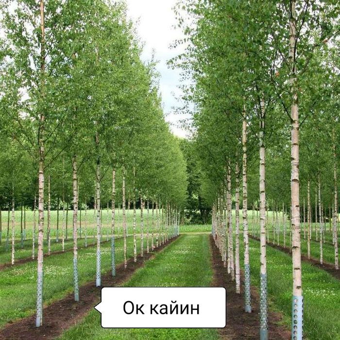 Gazon gazon gazon va landshaft