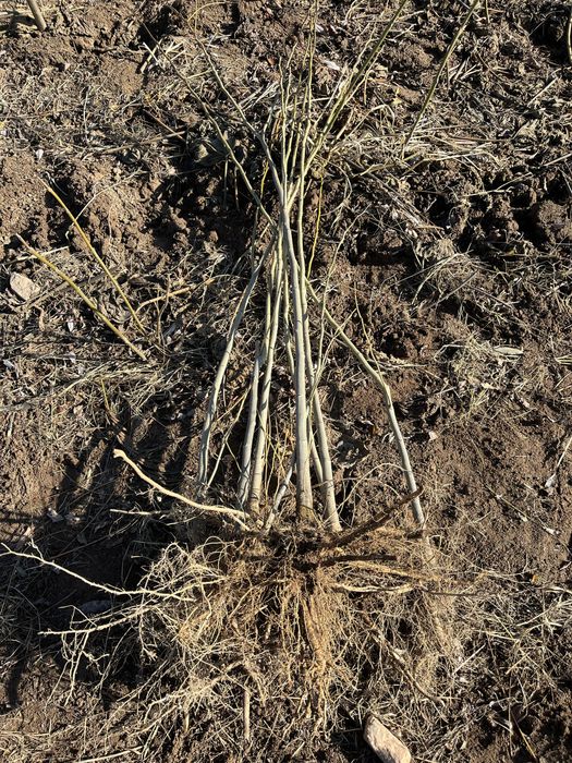 Албиция (Albizia)