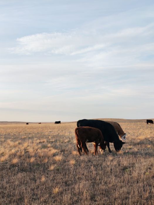 Подсос бұзаулар сатылады