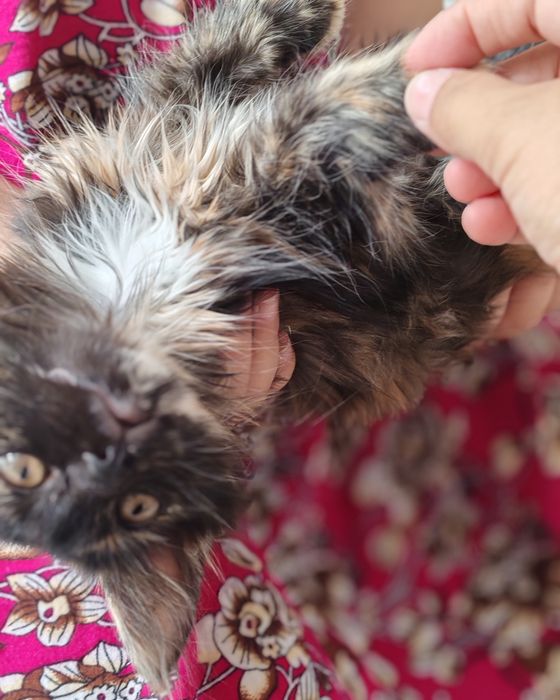 Мысық тегін берем