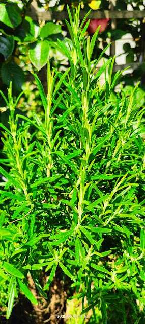 Dafin pomișor, Rozmarin, Arbore de Cafea, Cherimoya - plante bio