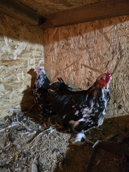 Карликовые кохинхины