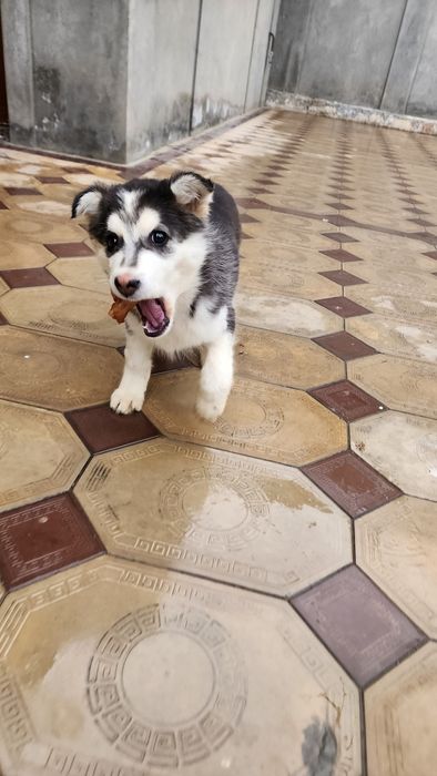 Продаётся собака . СРОЧНО!