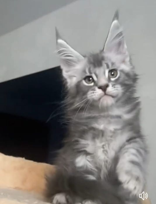 Котята мейнкун продаю
