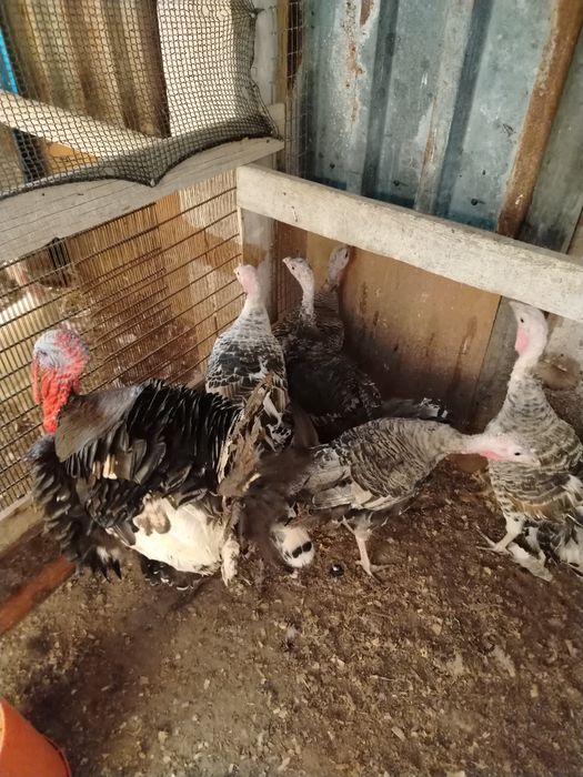 Ундук сатылады..