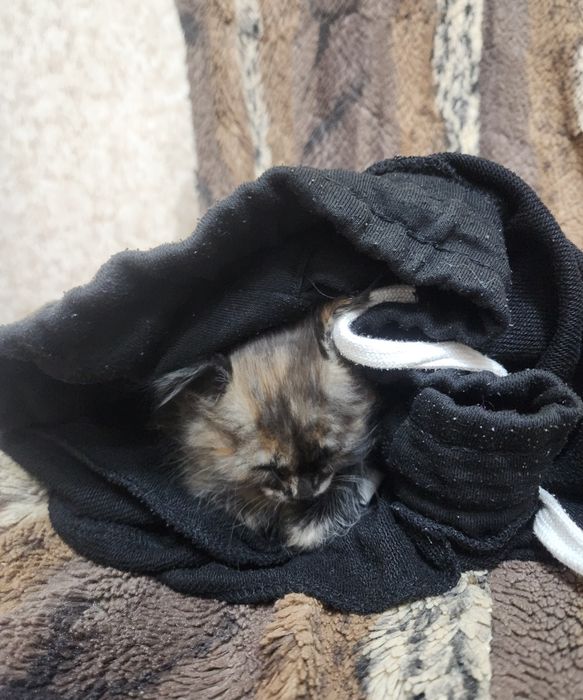 Отдам бесплатно котёнка