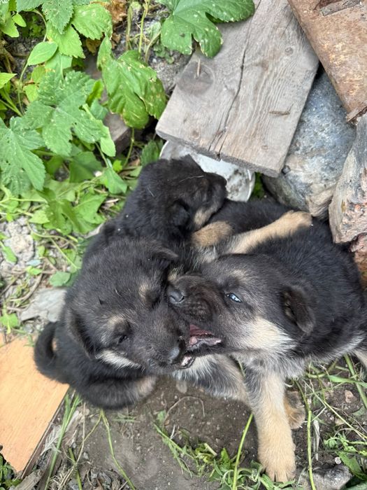 Продам щенков немецкой овчарки.