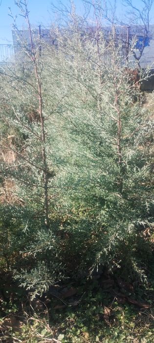 Продавам фиданки ливански кедър и аризонски кипарис