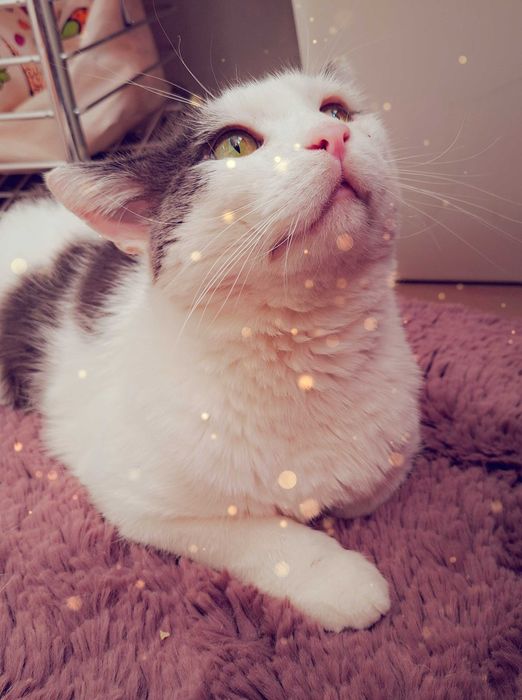 Adoptie motan castrat