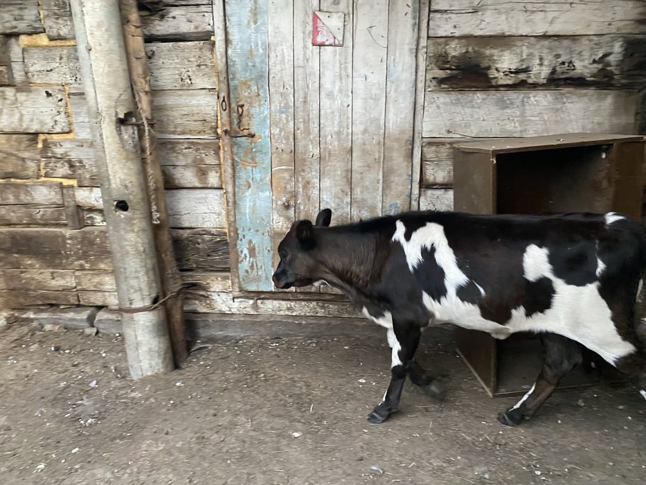 Продам телят подсосников