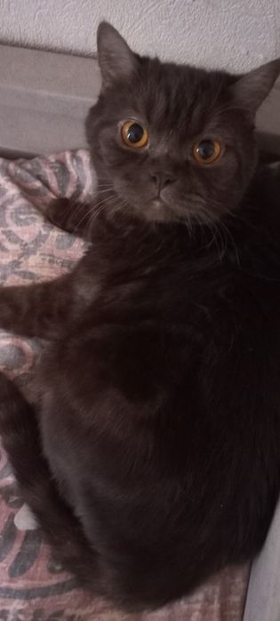 Отдам кота,британец.