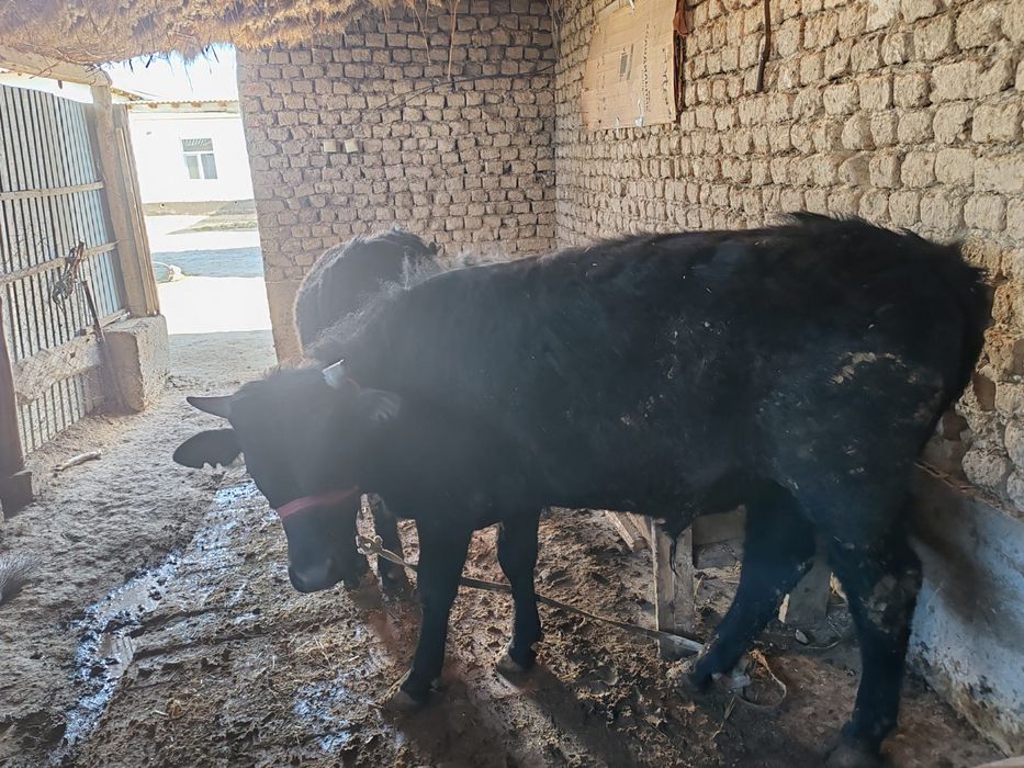 Егіздер сатыладыы