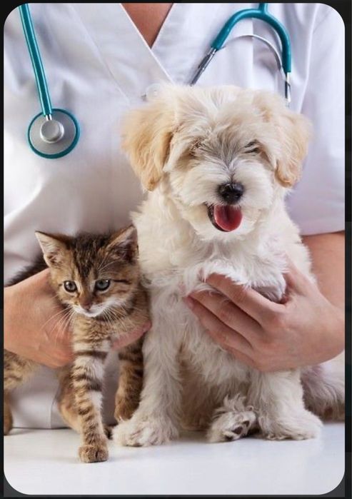 Ветеринар на дом выезд