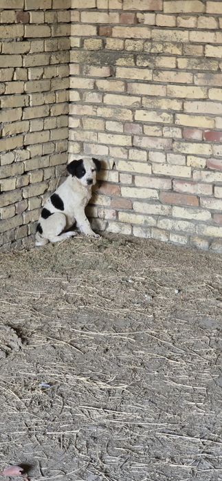 Alabay bolalari sotiladi