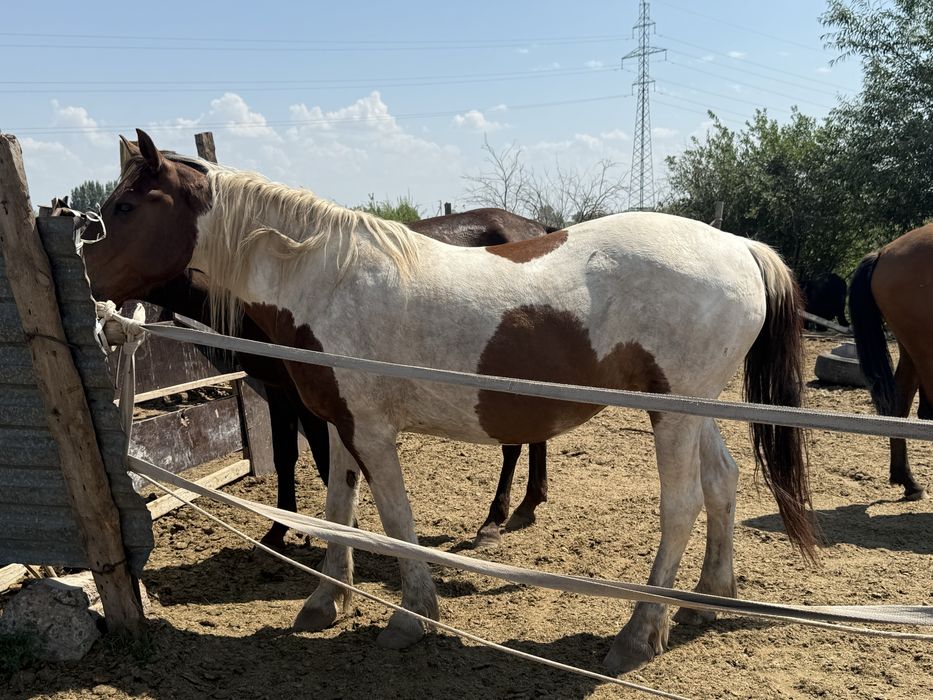 Продам жирную кобылу