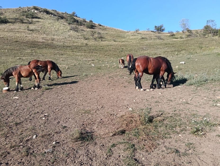 Iapă,doua  mânji