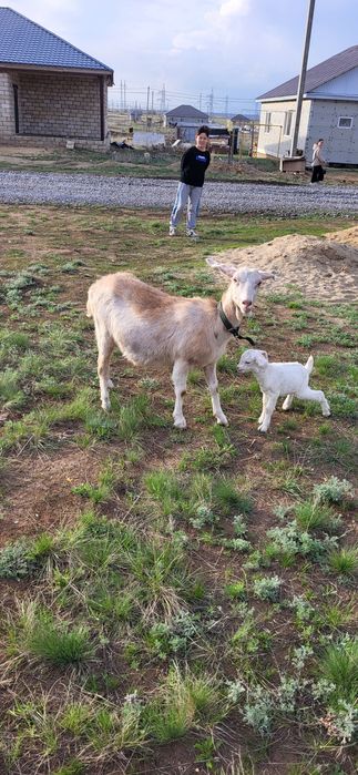 Продам дойную козу