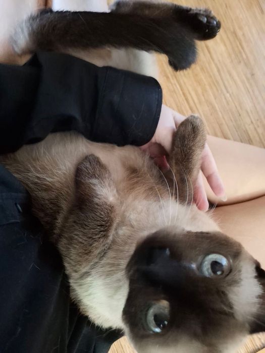 ищем кота на вязку
