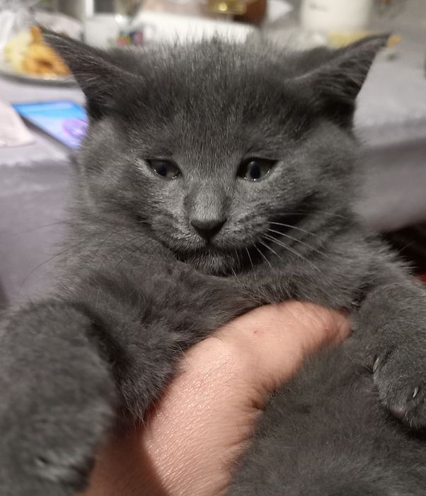 Мушукча 500 минг сумга сотилади