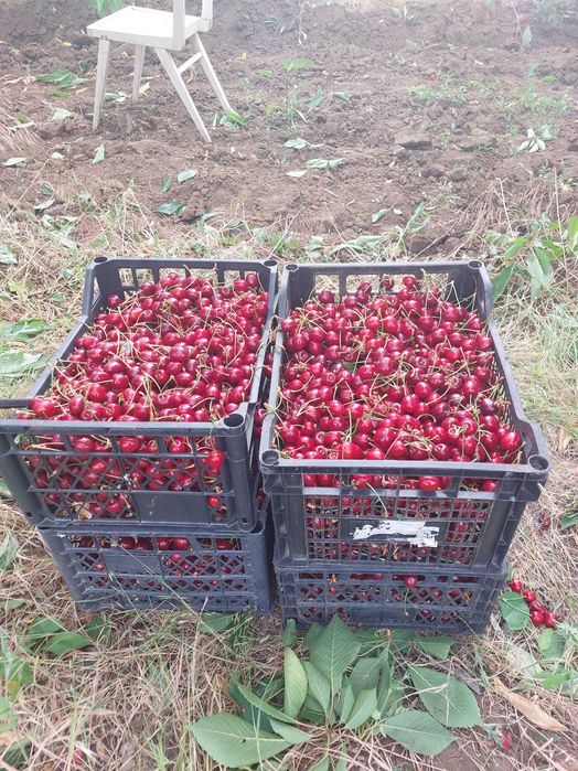 Продава се 11 дка млада черешова градина