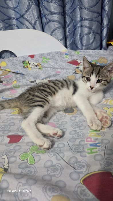 Mushuk insonga bepul (Felis catus)