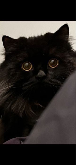 Отдам в добрые , заботливые руки