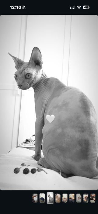 Donez pisica sphinx