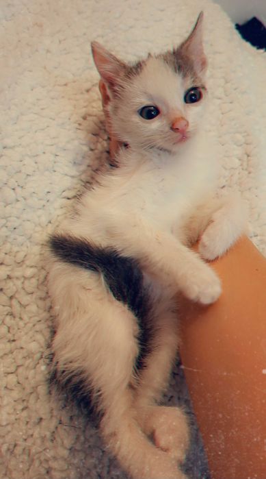 Adoptie pui de pisica Shuri