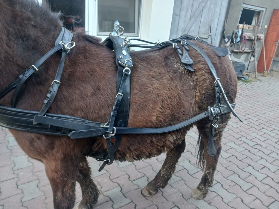 Hamuri pereche trasura