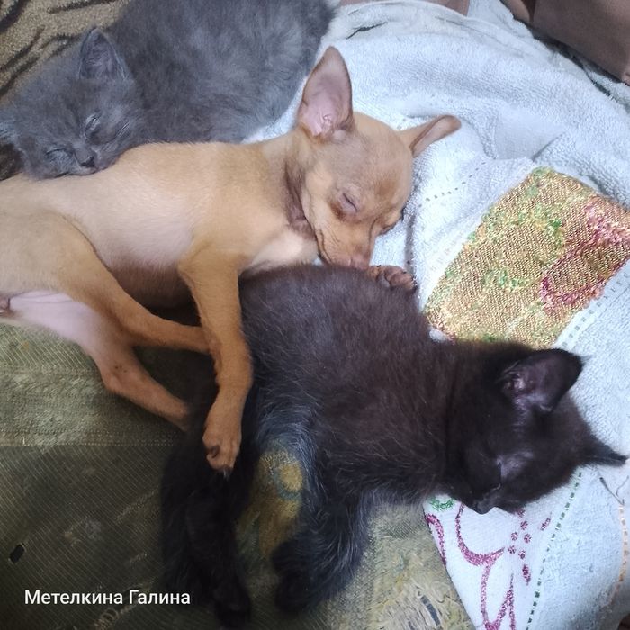 Отдам котят в любящие руки.