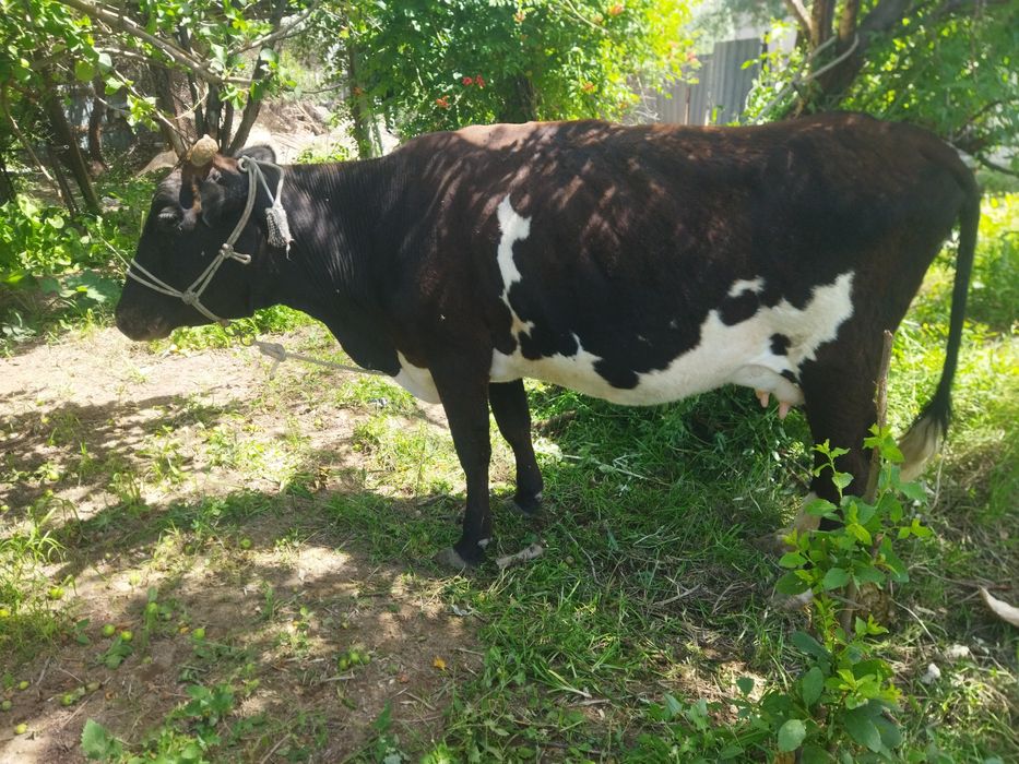 Бузаулы сиыр бузауы еркек