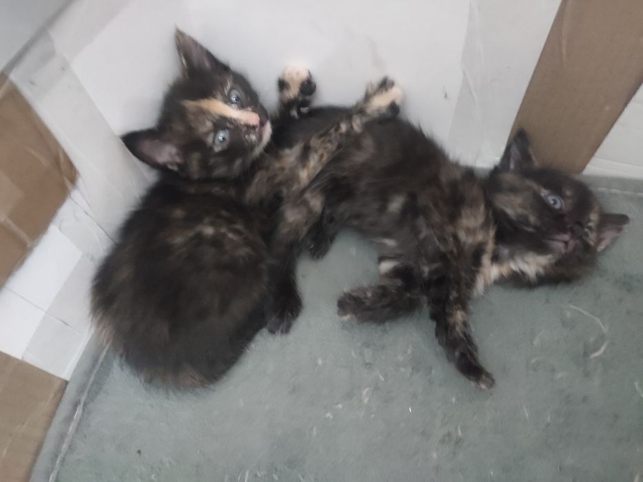 Отдам даром котят