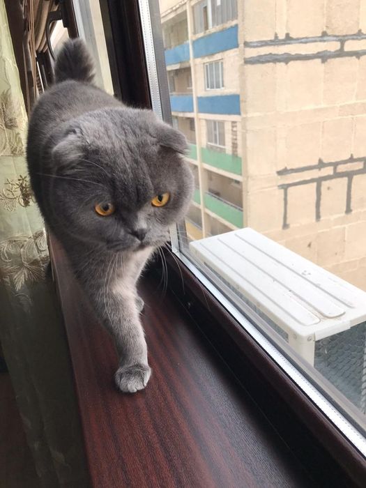 Отдам кота Бесплатно