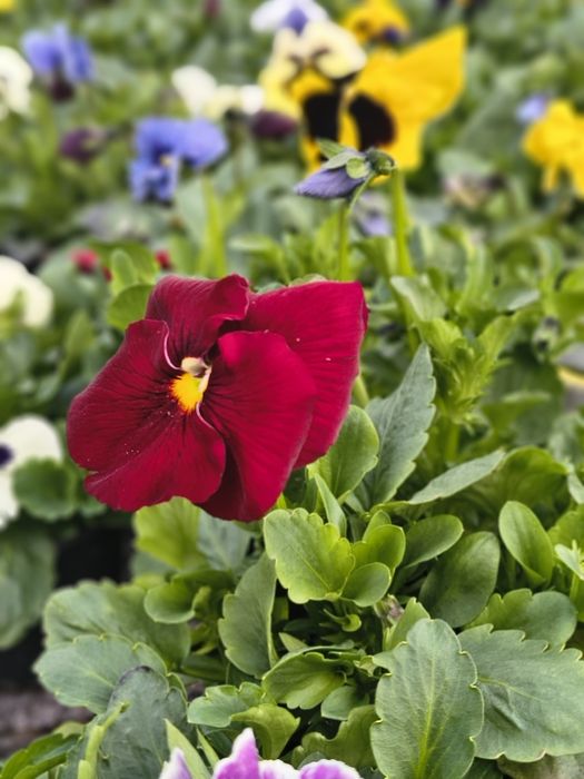 Теменужки едроцветни