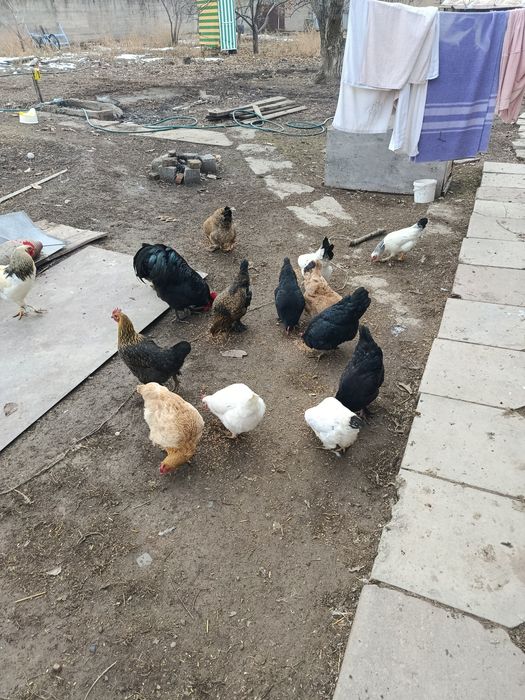 Куры все молодые