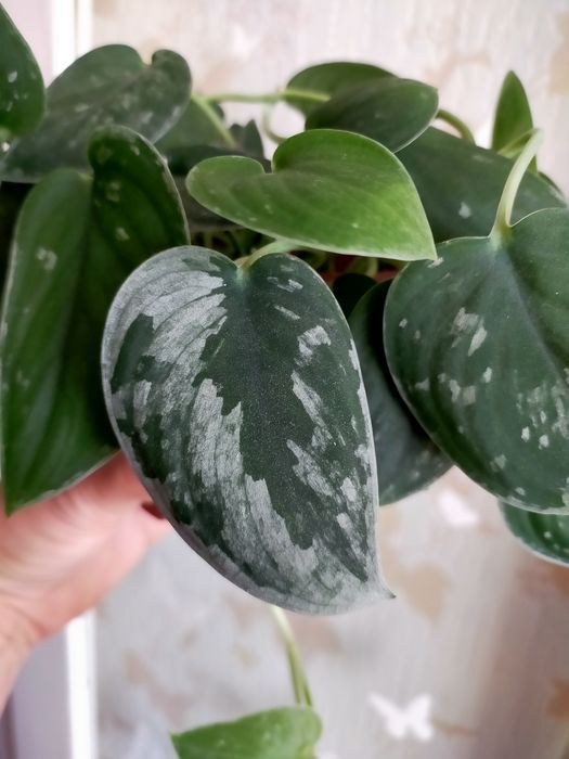 Продам Сциндапсус (Эпипремнум)