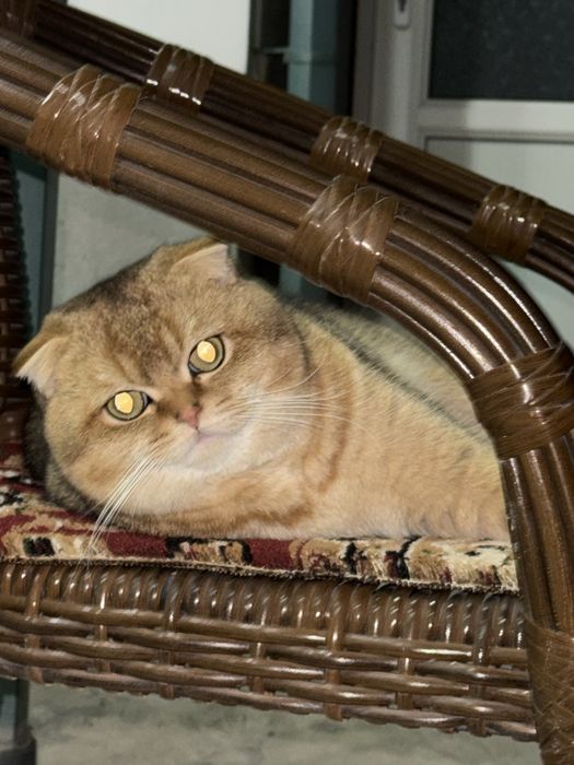 Вязка Британская золотая шиншилла