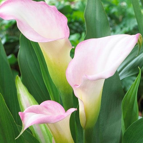 Продам КАЛЛЫ  сортовые