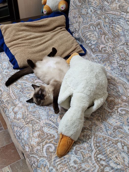 Отдам кошек в добрые руки.