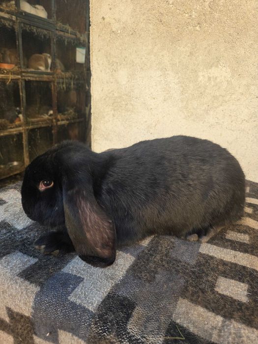 Iepuri berbec german