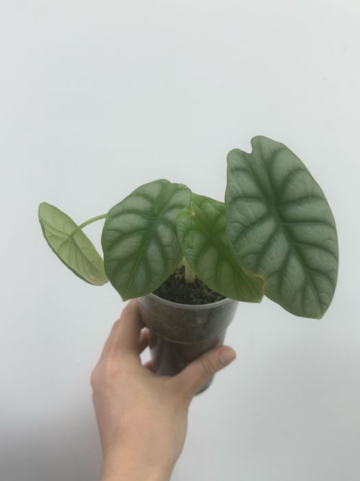 Алоказии мело и сильвер дракон (dragon scale)