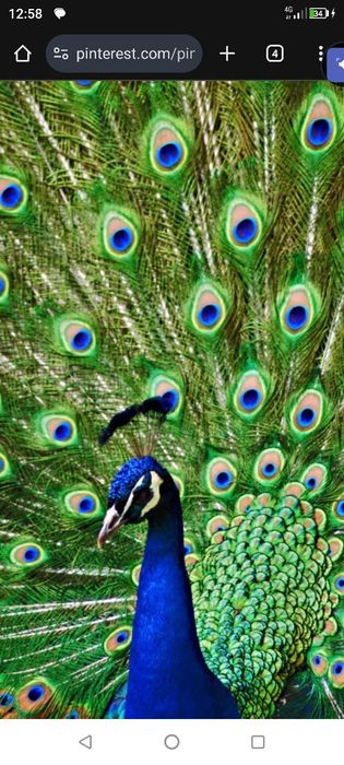 Павлин индийский