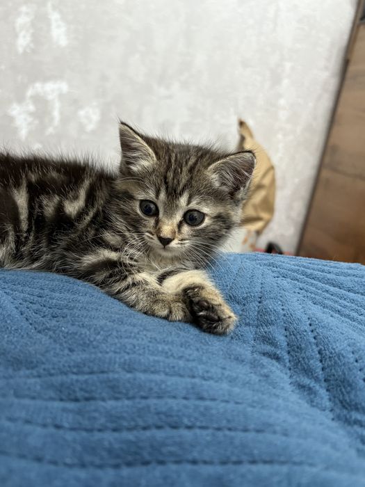 Отдам котенка девочку