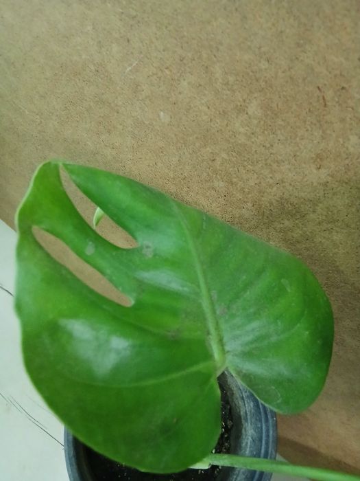 Монстера крупный сорт