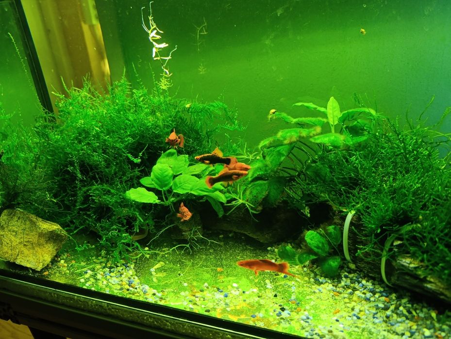 Plante,pești,acvariu,gradina cu pesti